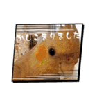 おかめインコ元気君★日常（個別スタンプ：18）