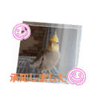 おかめインコ元気君★日常（個別スタンプ：19）