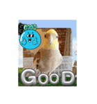 おかめインコ元気君★日常（個別スタンプ：20）