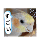 おかめインコ元気君★日常（個別スタンプ：24）