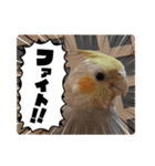 おかめインコ元気君★日常（個別スタンプ：26）
