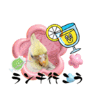 おかめインコ元気君★日常（個別スタンプ：27）