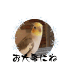 おかめインコ元気君★日常（個別スタンプ：28）