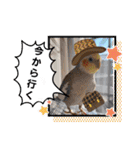 おかめインコ元気君★日常（個別スタンプ：29）