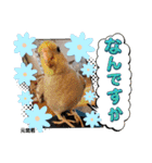 おかめインコ元気君★日常（個別スタンプ：30）