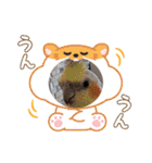 おかめインコ元気君★日常（個別スタンプ：33）
