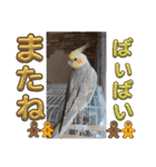 おかめインコ元気君★日常（個別スタンプ：38）