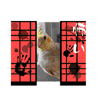 おかめインコ元気君★日常（個別スタンプ：39）