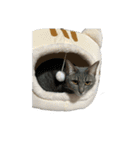 大和家特盛（個別スタンプ：16）