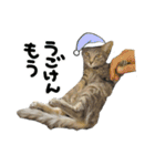 大和家特盛（個別スタンプ：29）