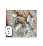 大和家特盛（個別スタンプ：30）