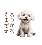 トイプードルたちの敬語スタンプ（個別スタンプ：3）