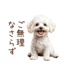 トイプードルたちの敬語スタンプ（個別スタンプ：11）