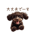 トイプードルたちの敬語スタンプ（個別スタンプ：24）