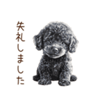 トイプードルたちの敬語スタンプ（個別スタンプ：36）