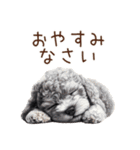トイプードルたちの敬語スタンプ（個別スタンプ：40）