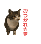 キジ白のまる②（個別スタンプ：2）