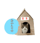 キジ白のまる②（個別スタンプ：6）