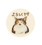 キジ白のまる②（個別スタンプ：9）