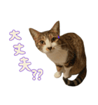 キジ白のまる②（個別スタンプ：14）