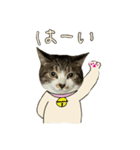キジ白のまる②（個別スタンプ：17）