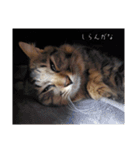 大和家小盛（個別スタンプ：31）