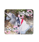 ふんばりトイプードル「メロン」のスタンプ（個別スタンプ：18）