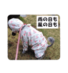 ふんばりトイプードル「メロン」のスタンプ（個別スタンプ：19）