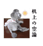 ふんばりトイプードル「メロン」のスタンプ（個別スタンプ：36）