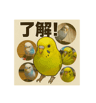 こむぎの仲間（個別スタンプ：3）