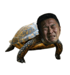 おじ亀（個別スタンプ：5）