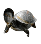 おじ亀（個別スタンプ：12）
