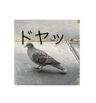 写真の鳩4（個別スタンプ：2）