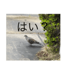 写真の鳩4（個別スタンプ：3）
