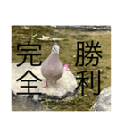 写真の鳩4（個別スタンプ：4）