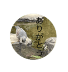 写真の鳩4（個別スタンプ：5）