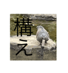 写真の鳩4（個別スタンプ：6）