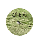 写真の鳩4（個別スタンプ：7）