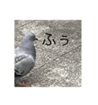 写真の鳩4（個別スタンプ：8）