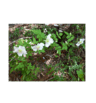 Mygardenflawer17（個別スタンプ：7）
