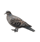 写真の鳩〜背景・言葉抜き〜（個別スタンプ：1）