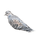 写真の鳩〜背景・言葉抜き〜（個別スタンプ：3）