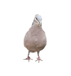 写真の鳩〜背景・言葉抜き〜（個別スタンプ：4）