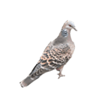 写真の鳩〜背景・言葉抜き〜（個別スタンプ：6）
