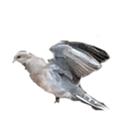 写真の鳩〜背景・言葉抜き〜（個別スタンプ：8）