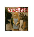 黒猫ママの主婦ライフ（個別スタンプ：3）