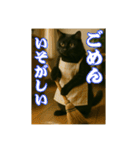 黒猫ママの主婦ライフ（個別スタンプ：6）