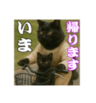 黒猫ママの主婦ライフ（個別スタンプ：9）
