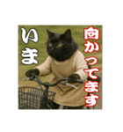 黒猫ママの主婦ライフ（個別スタンプ：10）