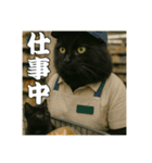黒猫ママの主婦ライフ（個別スタンプ：21）